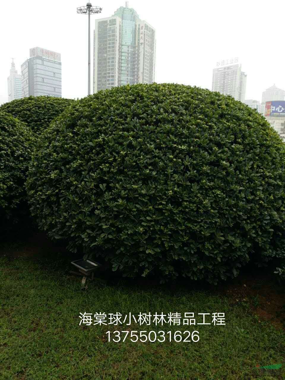 海棠球小树林精品工程 公司业绩 湖南小树林园林绿化工程有限公司